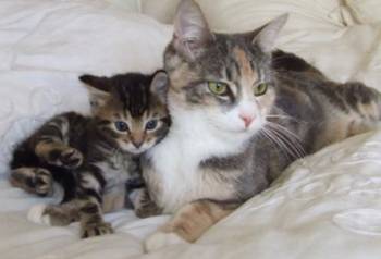 foster kittens waiting to be adopted