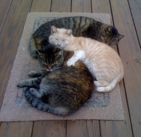 foster kittens waiting to be adopted