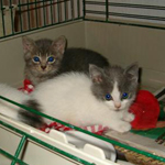 foster kittens waiting to be adopted